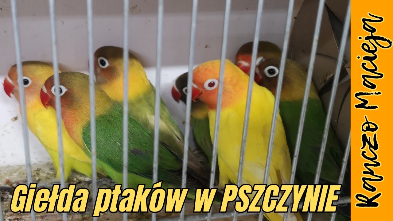 Giełda ptaków w Pszczynie 17.09.2023 #297