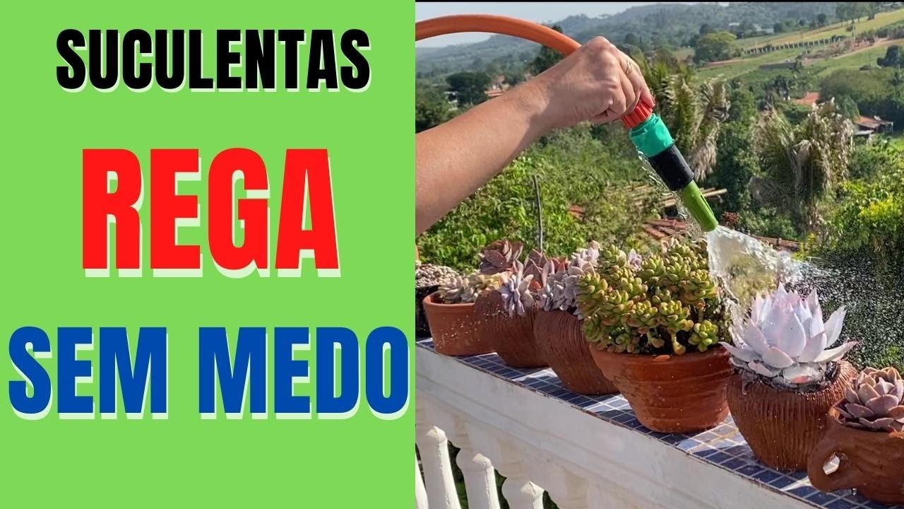 A MELHOR forma de REGAR as Suculentas: para PERDER o Medo/Grazi Bittencourt