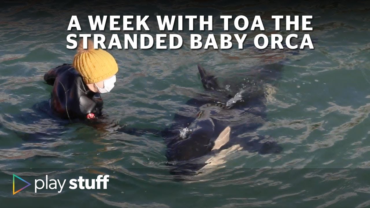 Stranded baby orca: Hunt for Toa's pod continues in Plimmerton | Stuff.co.nz