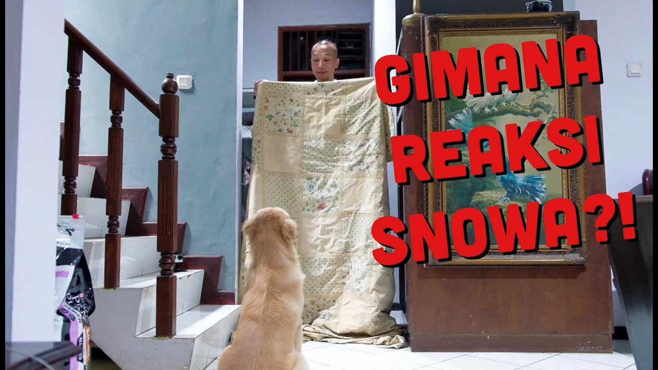 REAKSI SNOWA KALAU PAPAHNYA HILANG DARI BALIK SELIMUT! | SNOWA THE GOLDEN