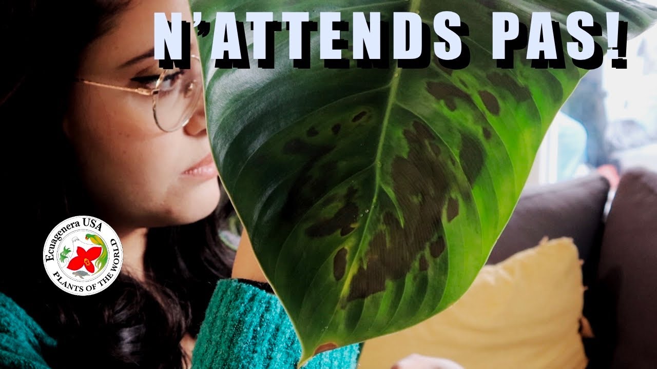 LA solution CHOC pour sauver ta plante qui est malade