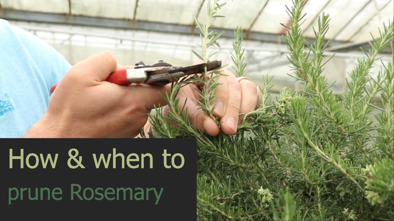 EP166 - How and when to prune Rosemary plants.