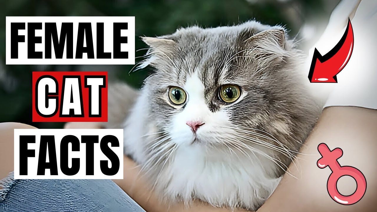 15 Surprising Facts About Female Cats 🐱