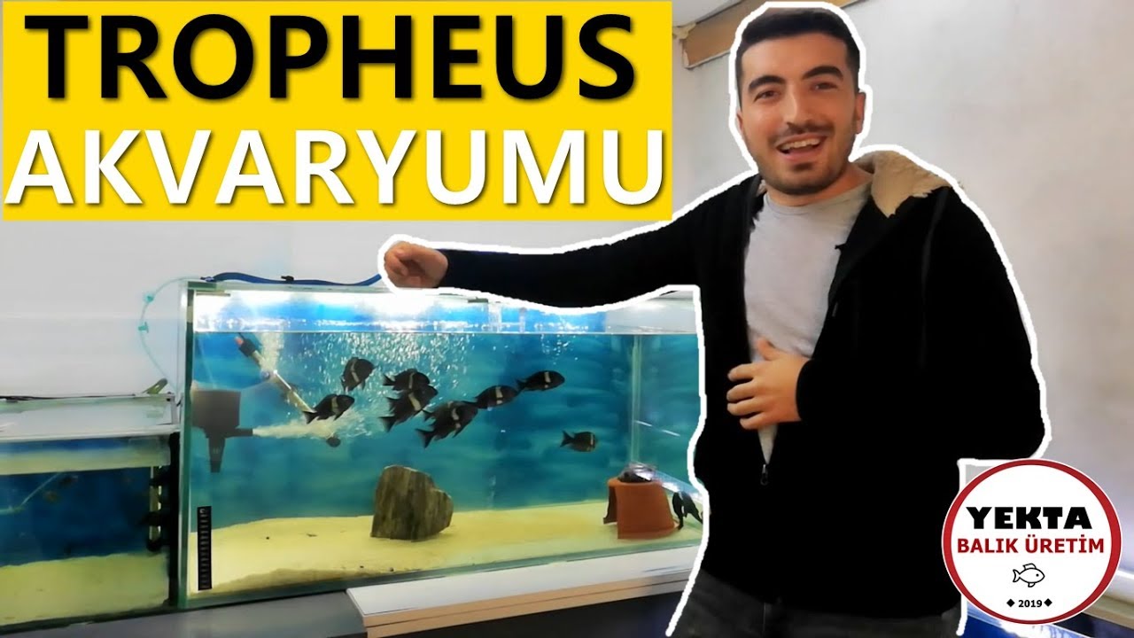Tropheus Akvaryumu Nasıl OLMALI ?