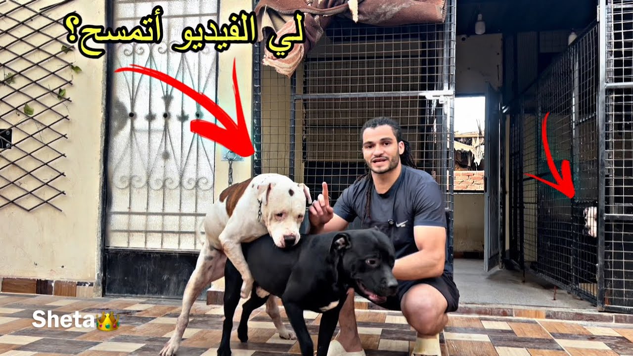 جودت بويكا وسلطان لكلابي الجديدة | كيرا وبجيرا😱