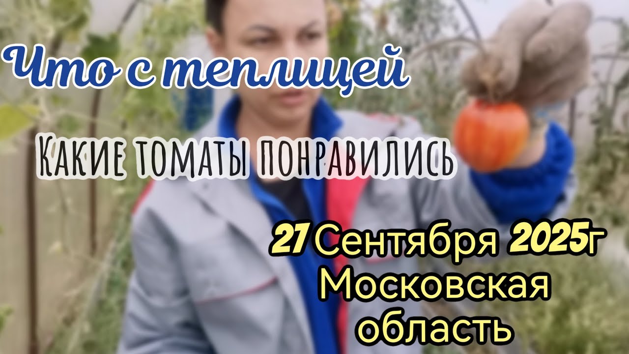27 Сентября. Убираю теплицу. Цветут Розы и Эустомы. Какие томаты сажала в 2025г.