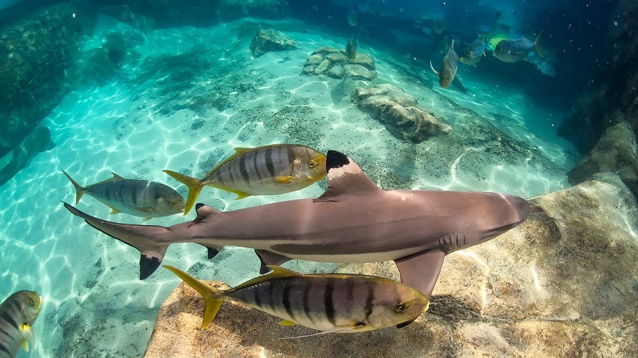 Shark Myths busted at Discovery Cove