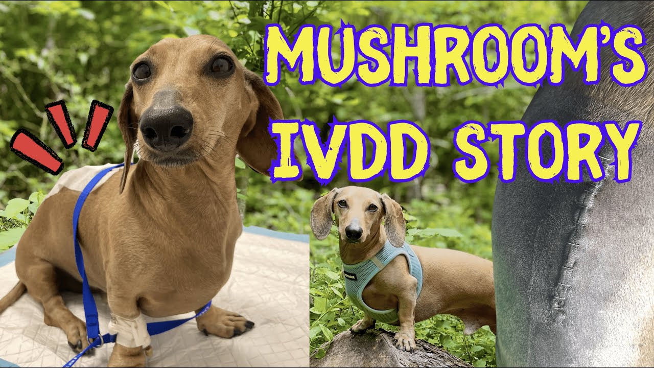 My Dachshund's IVDD Story: Symptoms, Emergency Surgery, & Full Recovery