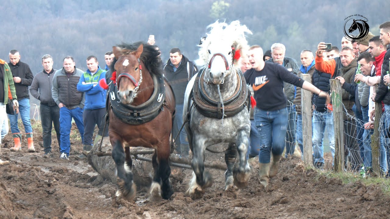 - MEDIĆ SA SULTANOM I CVJETKOM NOVI ŠAMPION TEŠKE U MELINI -