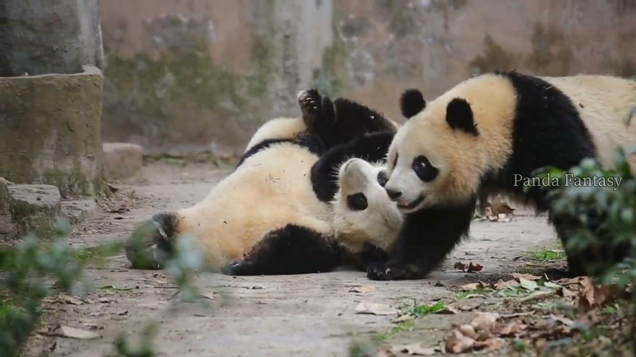 HE HUA was trying to help stop the fight but she got overwhelmed.  花花劝架不成，反被弟弟压。【大熊猫和花、和叶、润玥】