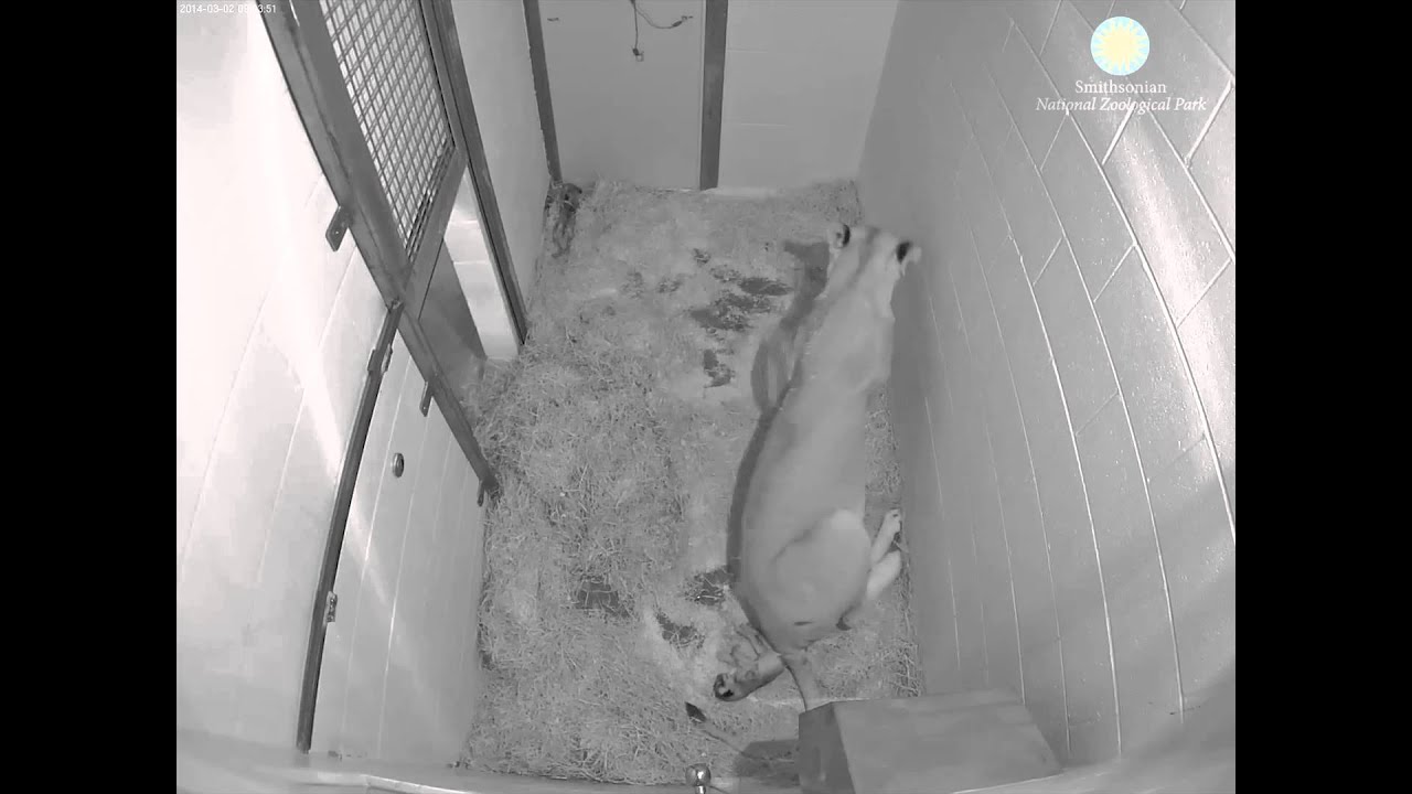 Live Lion Cub Births March 2, 2014 (Viewer Discretion Advised)