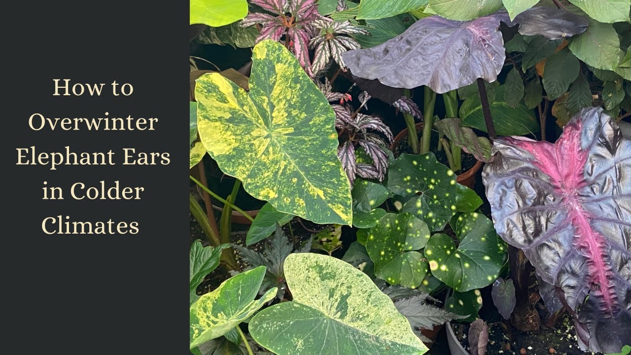 How to grow Colocasia in colder climates. Overwintering Elephant Ears