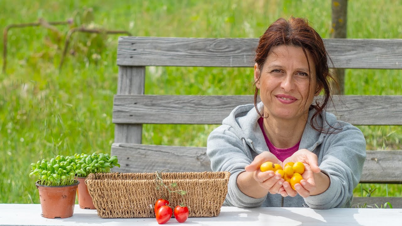 COLTIVARE POMODORI. SEMINA, TRAPIANTO E SOSTEGNI 🍅