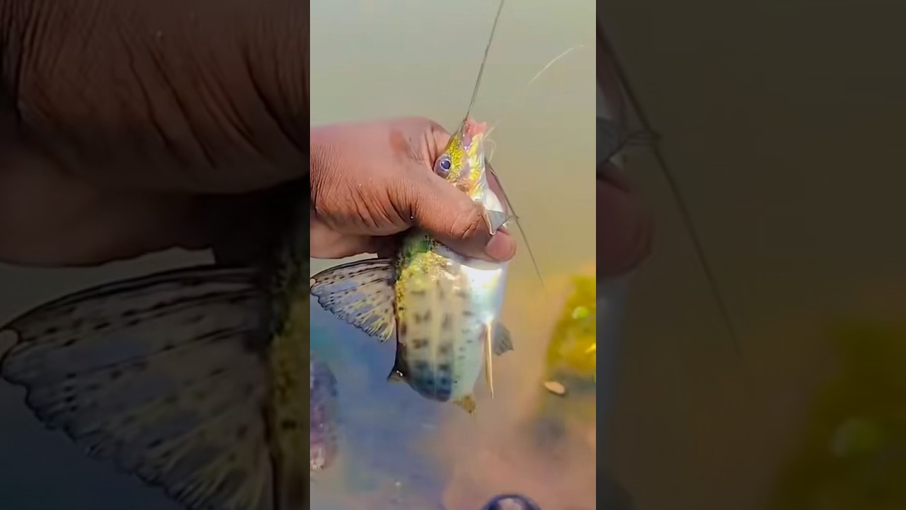COMO PESCAR O MANDI #pesca #pescaria #dicadepesca