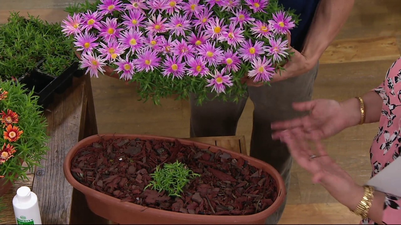 Roberta's 9-piece Hardy Succulent Ice Plant Collection on QVC