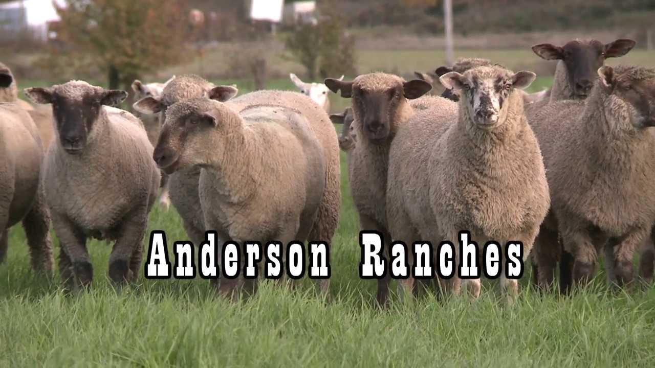 Anderson Ranches Oregon Lamb