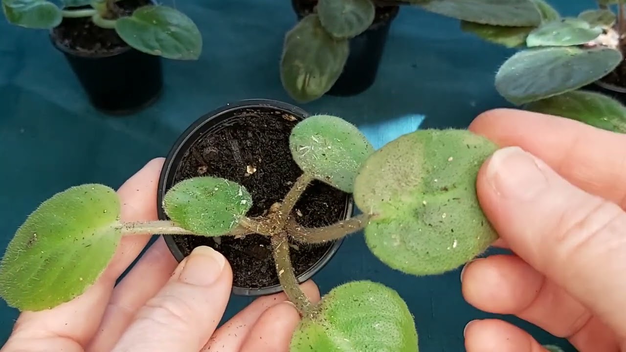 Step by Step Tutorial SIGNS OF AN AFRICAN VIOLET MITE INFESTATION  Examples of What to Look Out For!