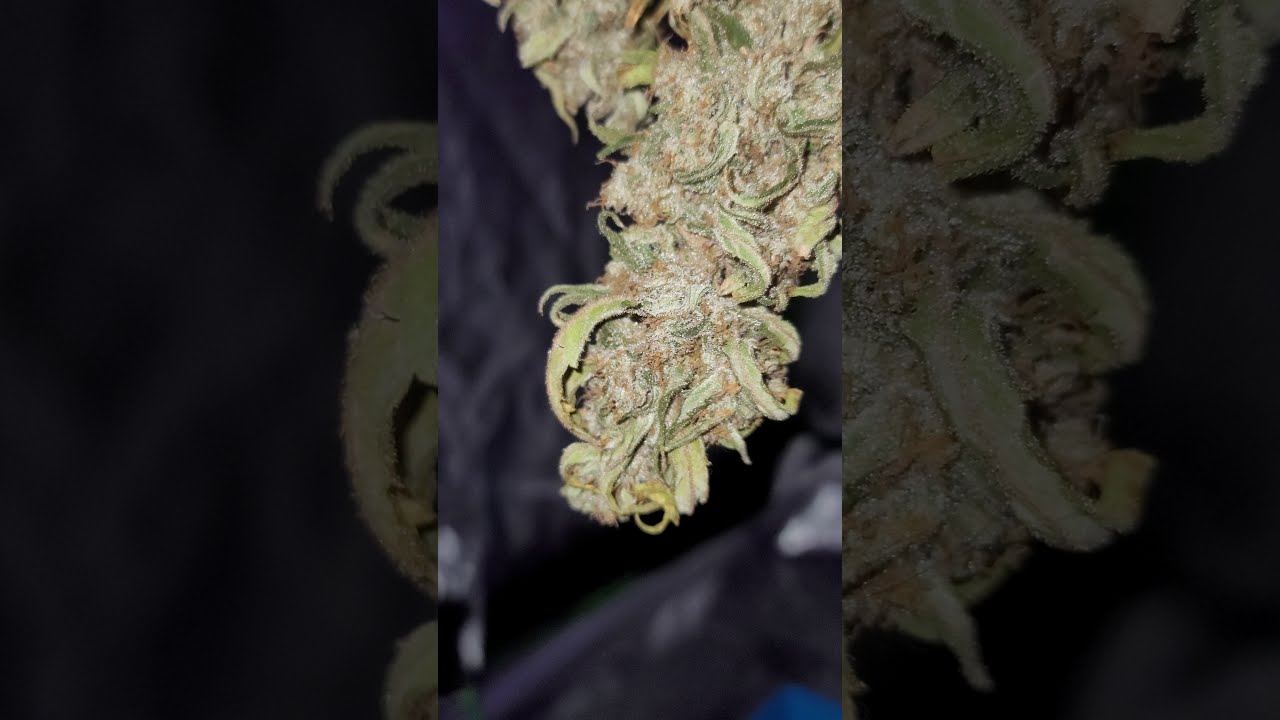 Cannabis grobo growbox + indoor tent | MK Ultra ILGM - Dry Day 4