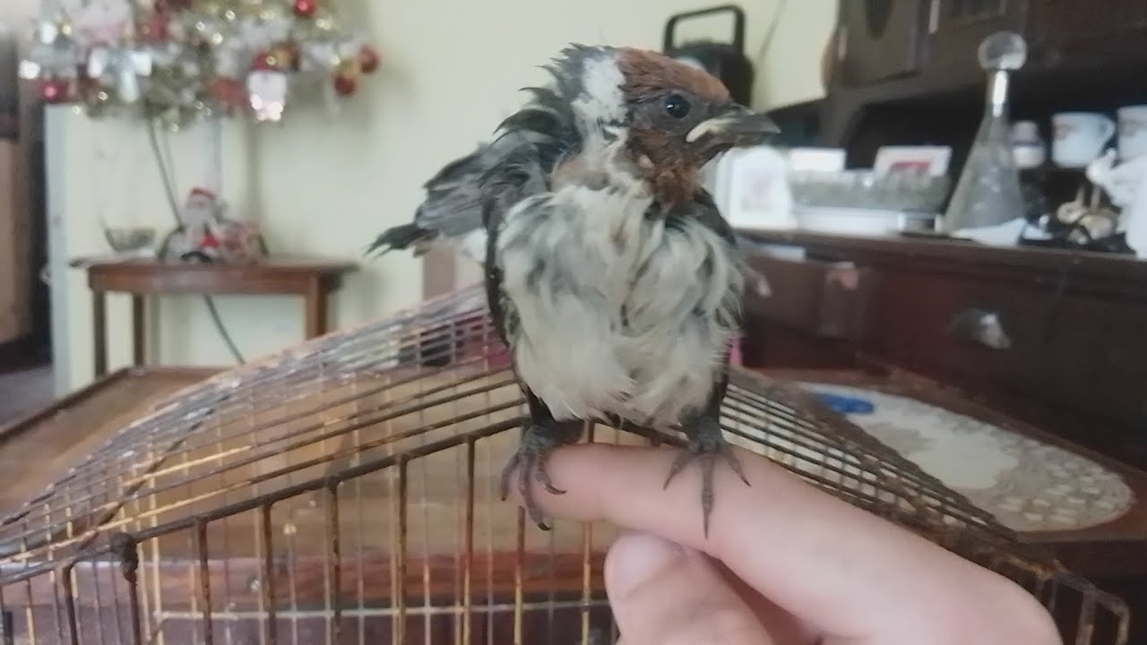 nuevos integrantes!! y mis pájaros.