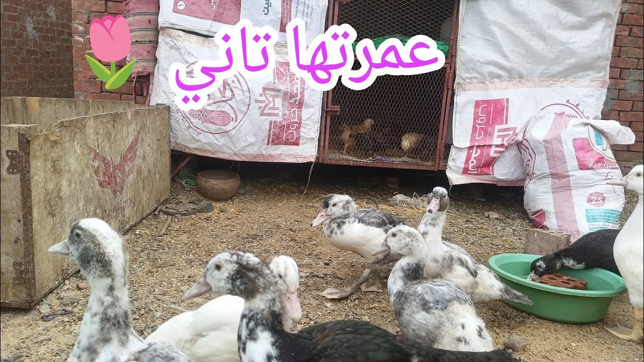 هو دا أستقبال العيد 🥳🥳🥳 كل سنة وأنتوا طيبين 😊 شوفوا الحلويات 🌷