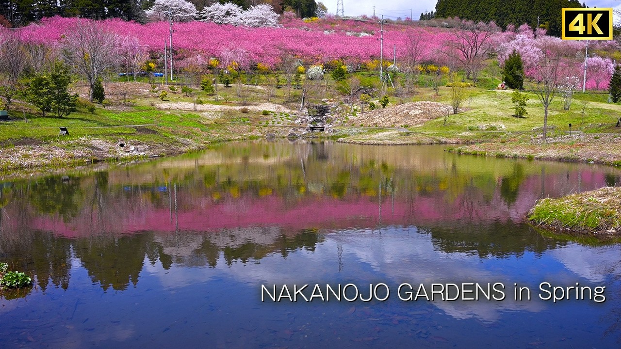 【春の中之条ガーデンズ 2025】 花桃と桜の競演！　シネマティック / Nakanojo Gardens in Spring　cinematic 4K