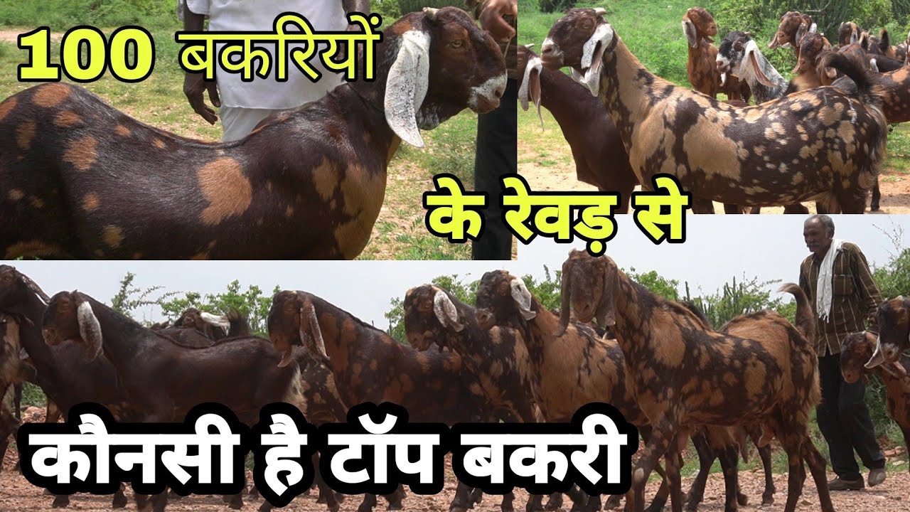 100 बकरियां में कौनसी है पालने लायक टॉप बकरी जो देती है लाखों की कमाई | best sirohi goat rajasthan