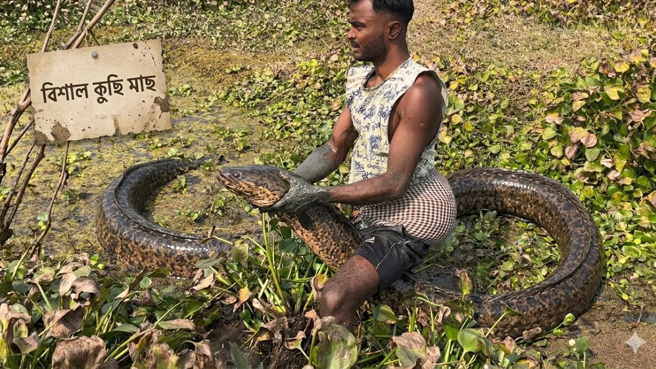 কাদায় মিলল বিশাল কুছি মাছ! হাতে ধরতেই অবাক সবাই | Huge Mud Eel Catching 