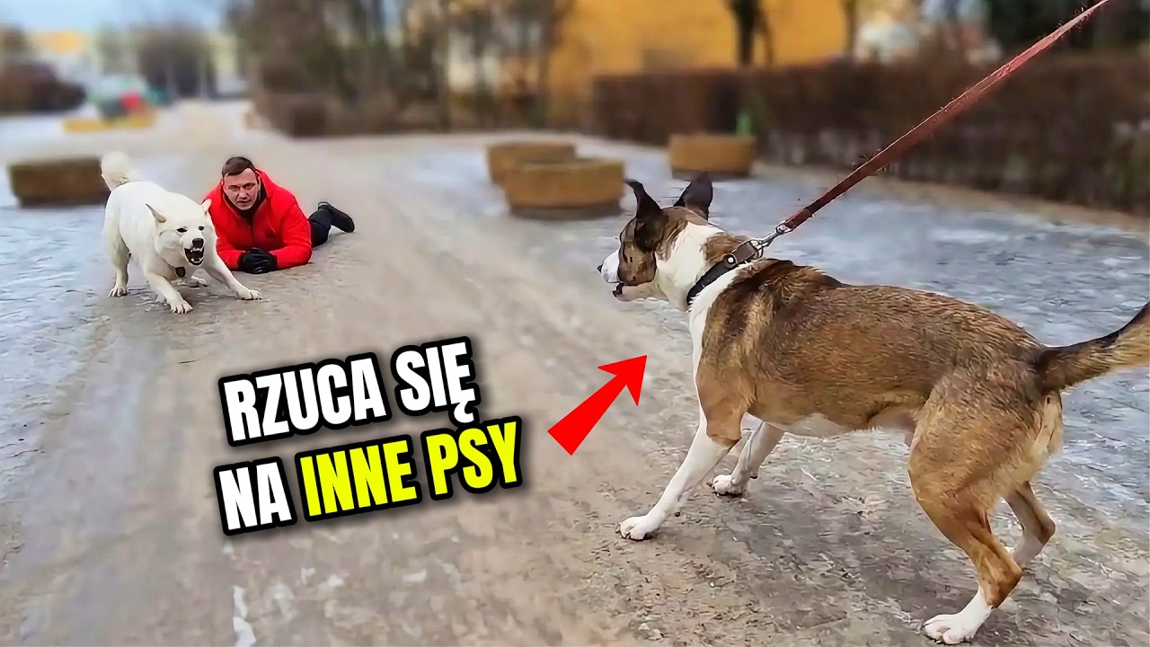Dlaczego 