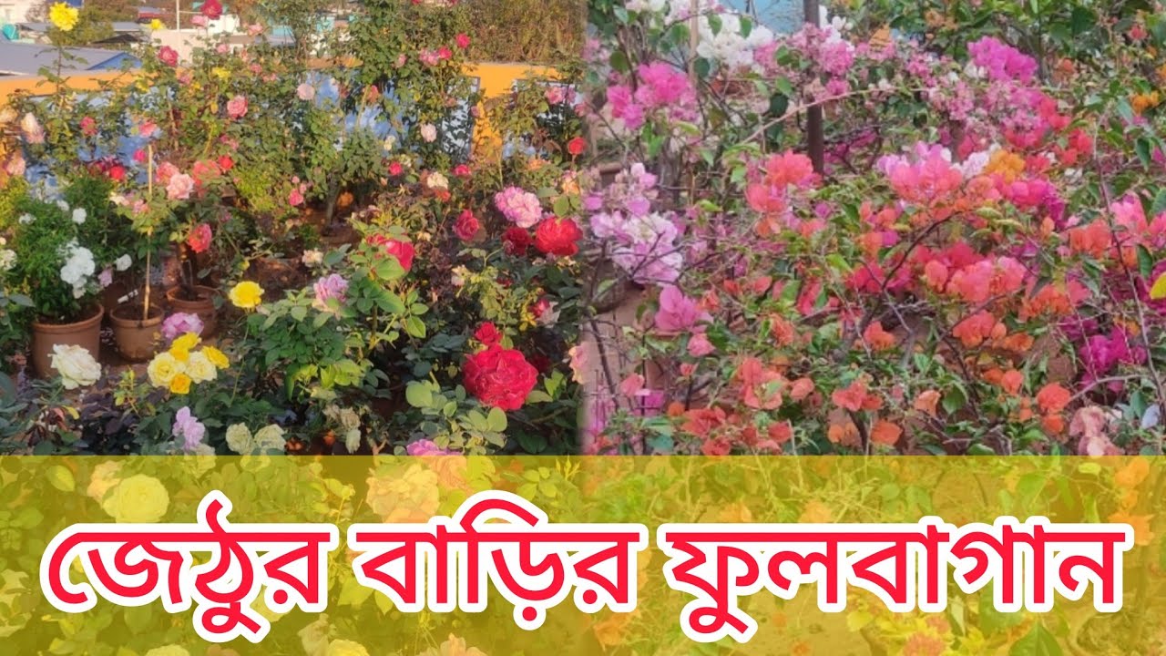 জেঠুর বাড়ির ফুলবাগান 💐 | Flower garden of Jethu’s house 💐