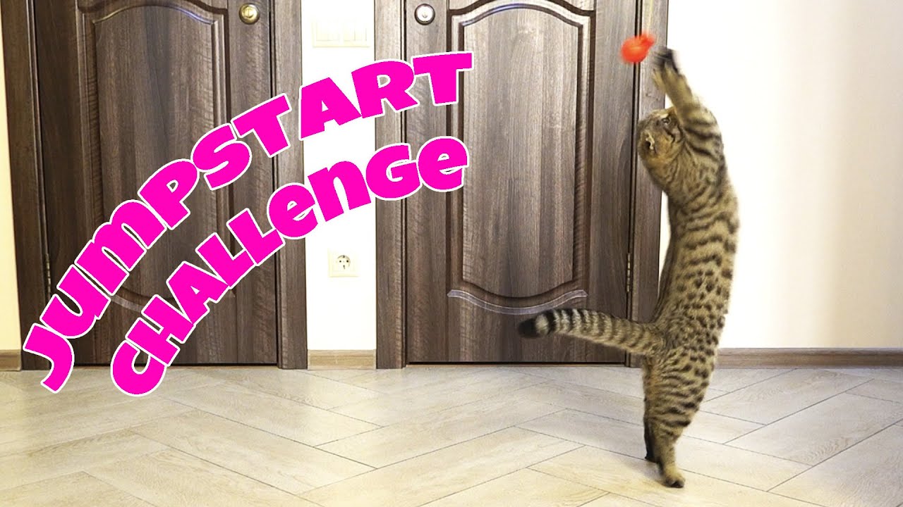 Jumpstart challenge for my cat.