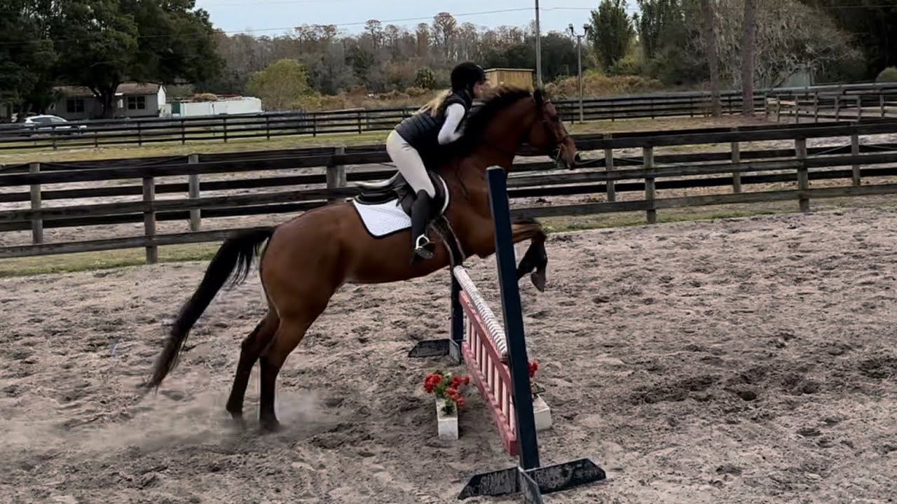 First time jumping a course on the .75 jumper