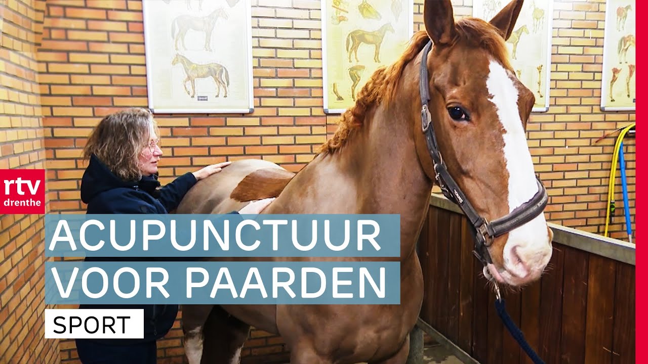 'Paardendokter' Monique pakt het hele lichaam aan met therapieën | De Warming-up | RTV Drenthe