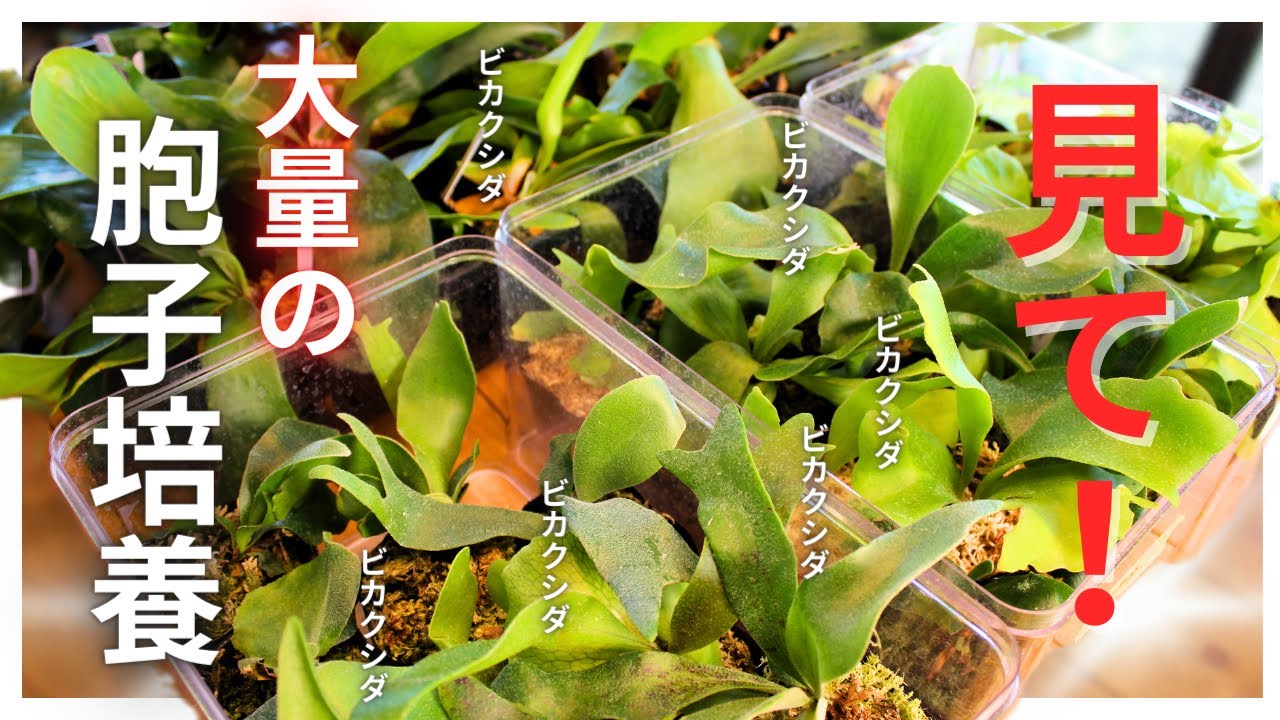 我が家を埋め尽くすビカクシダ胞子培養株の紹介です。(床の覇者)