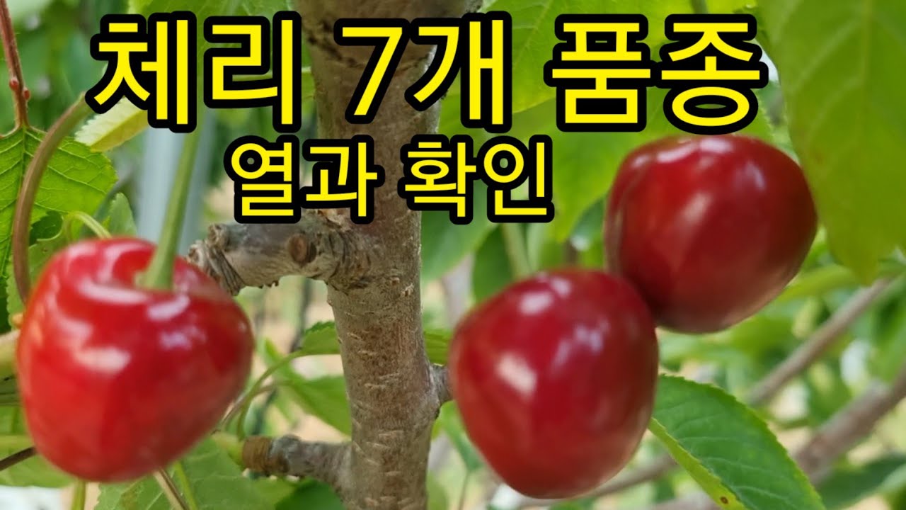 체리 품종별 열과확인 과 열매상황