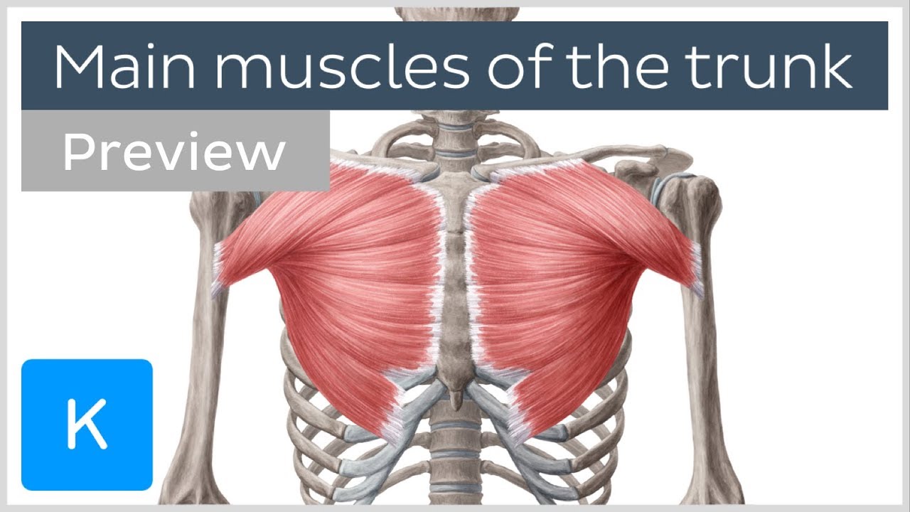 Main muscles of the trunk (preview) - Human Anatomy |&nbsp;Kenhub