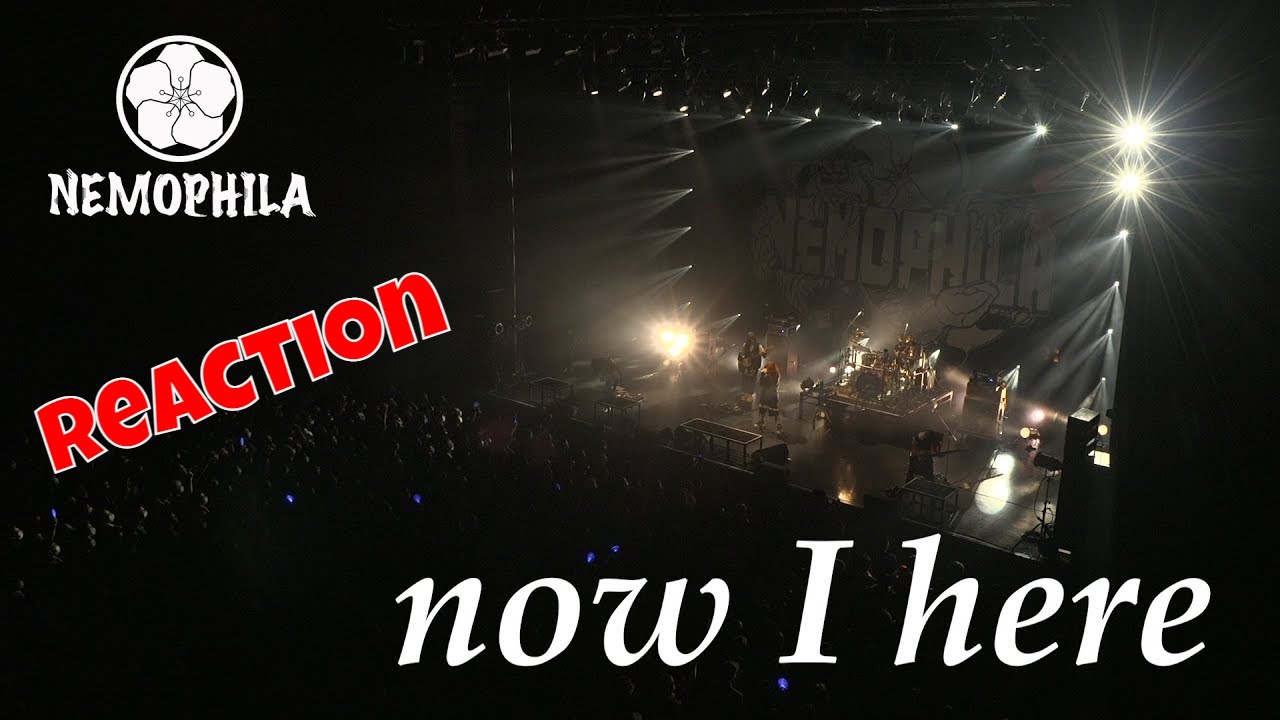 Nemophila - Now I Here (Reaction) | Official Live Video |