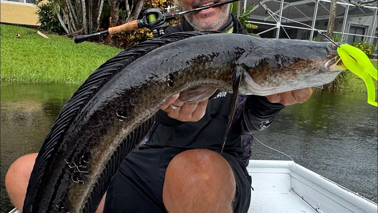 PESQUEI E COZINHEI O PEIXE COBRA