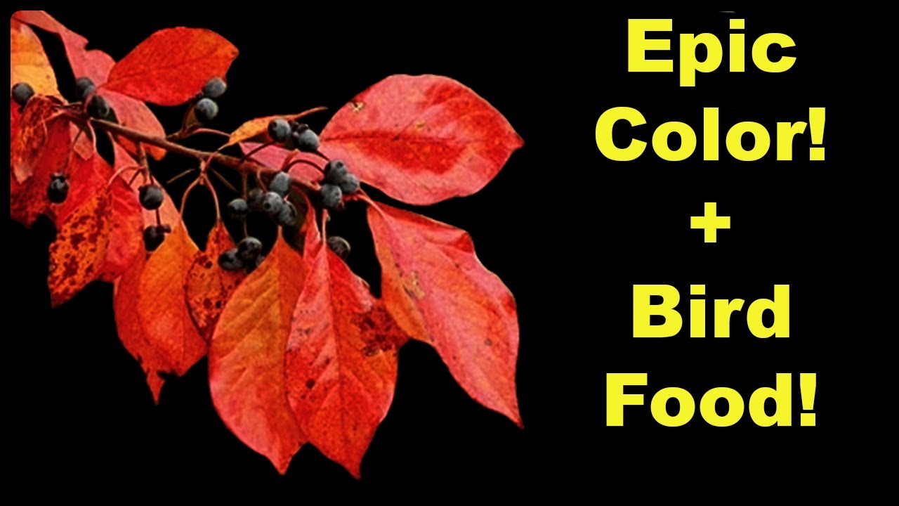 Is a Black Gum Tree the Best Choice for Your Yard?
