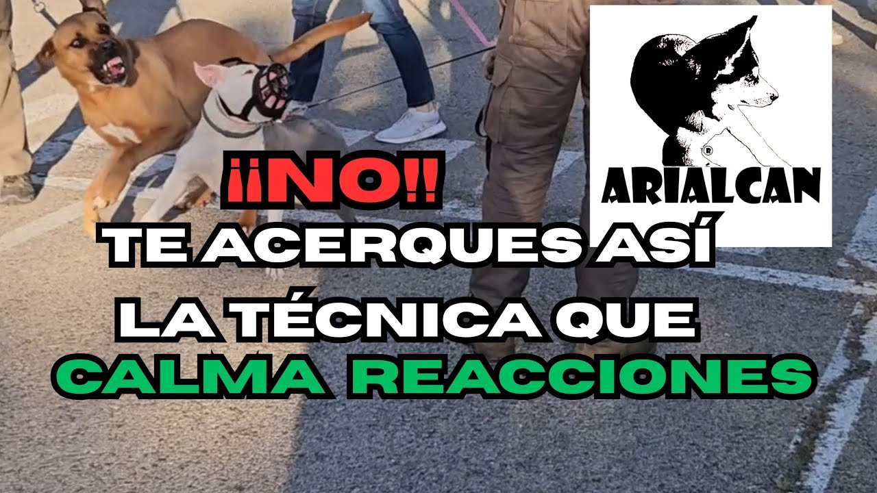 La técnica que cambia la REACTIVIDAD de tu PERRO