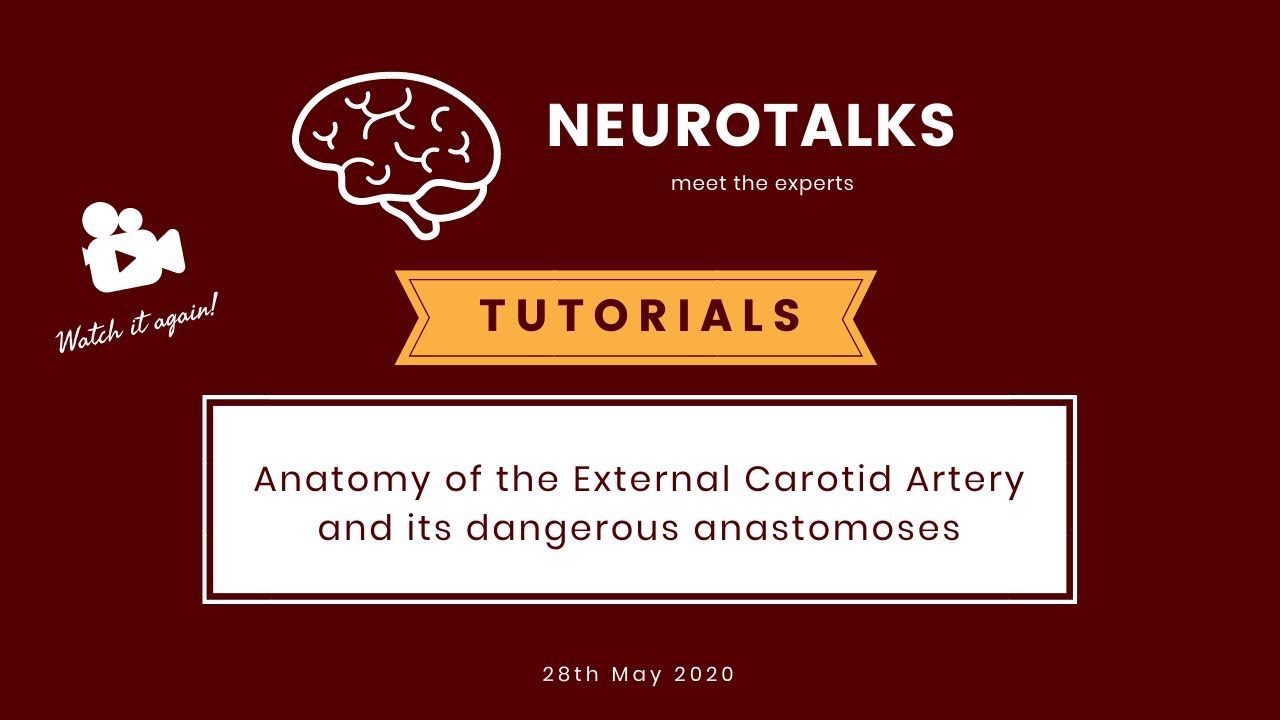 NeuroTalks #7 TUTORIAL