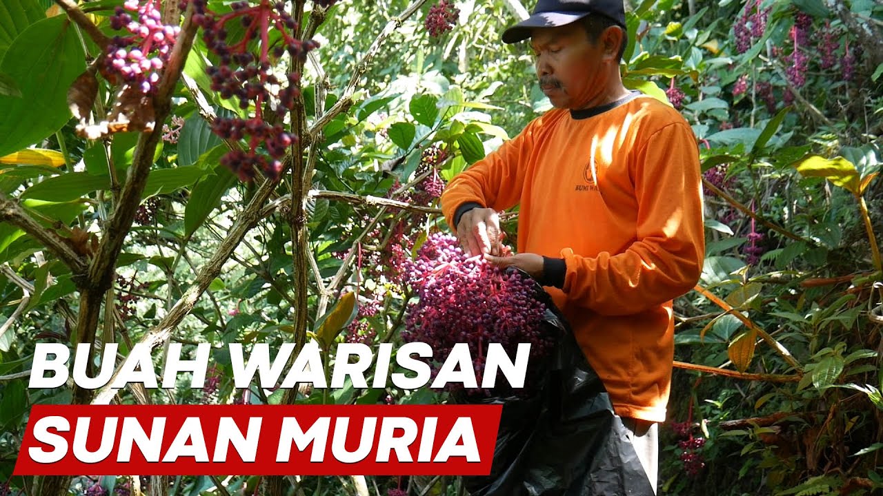 Panen Parijoto di Lereng Pegunungan Muria