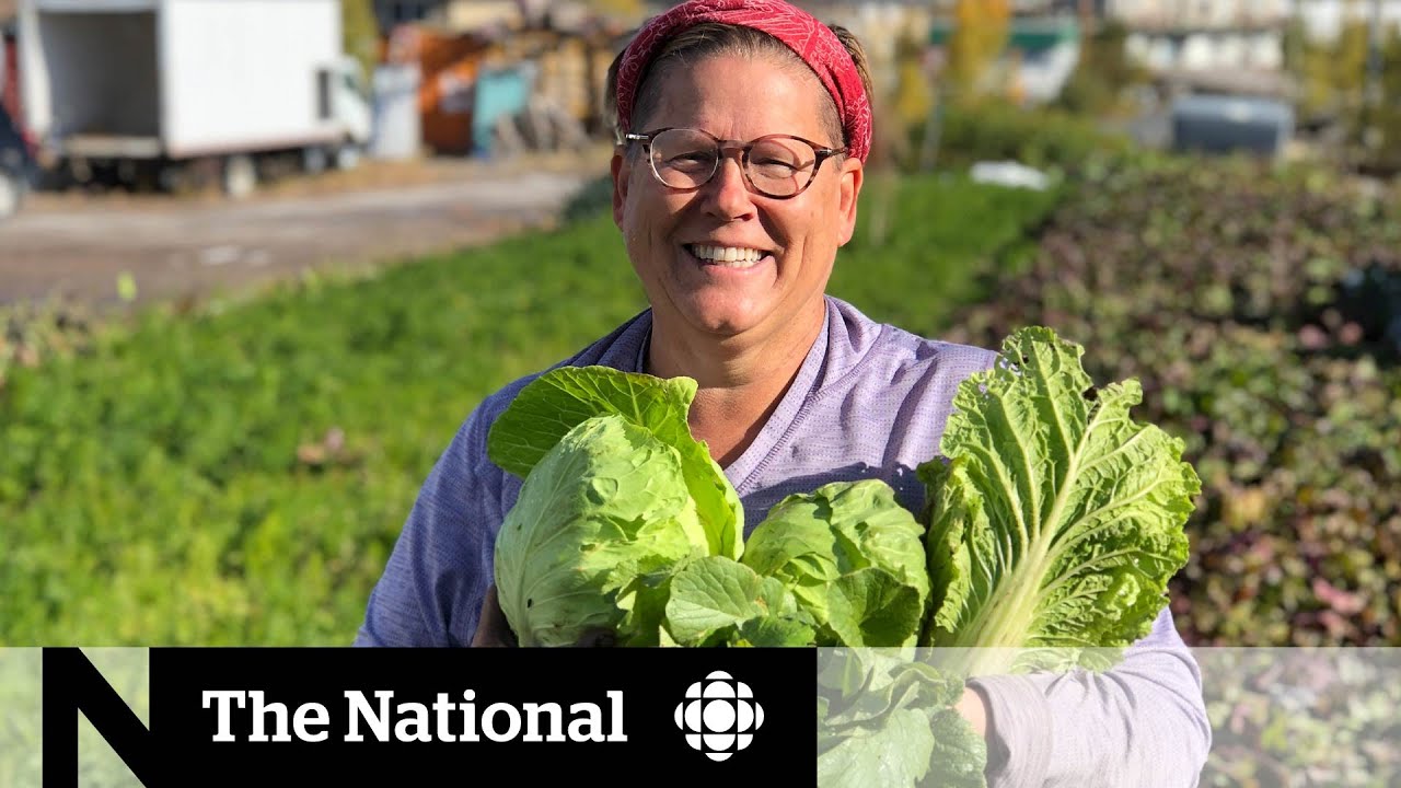 Yellowknife farmer converts a parking lot into urban garden