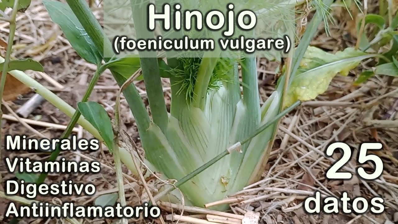 25 datos sobre el HINOJO // Comestible y medicinal
