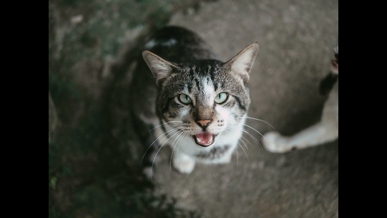 Gato Miando - Gatinho Miando - Filhote Miando. @gatofilhotesapeca