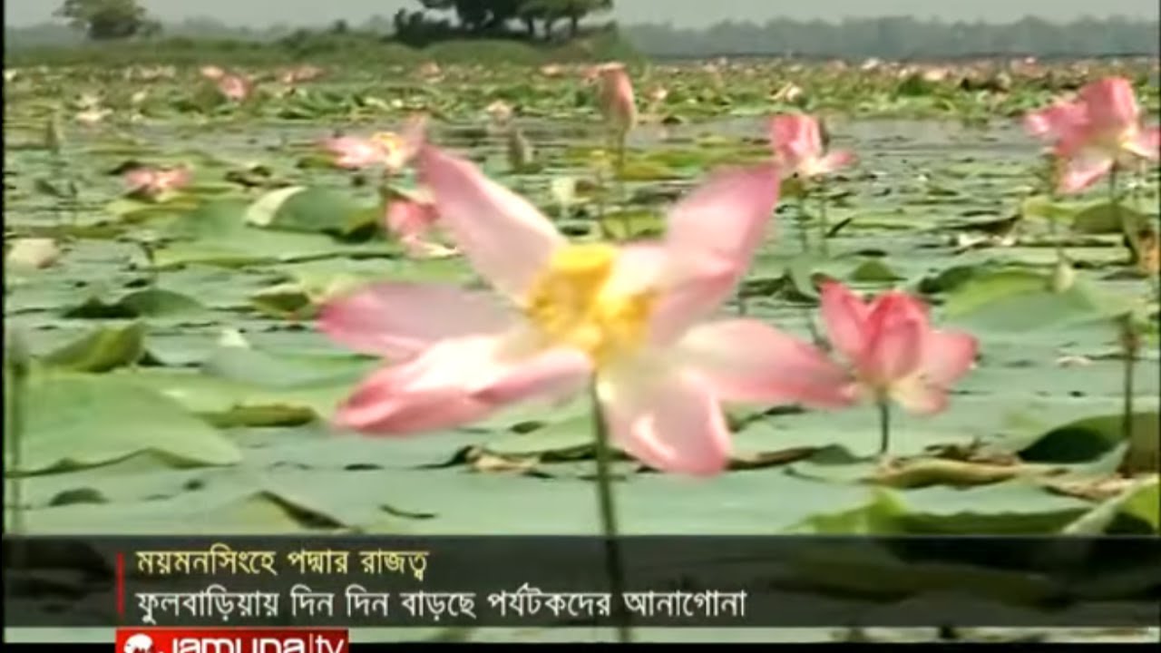ঘুরে আসুন ময়মনসিংহের পদ্ম বিল থেকে | Jamuna TV