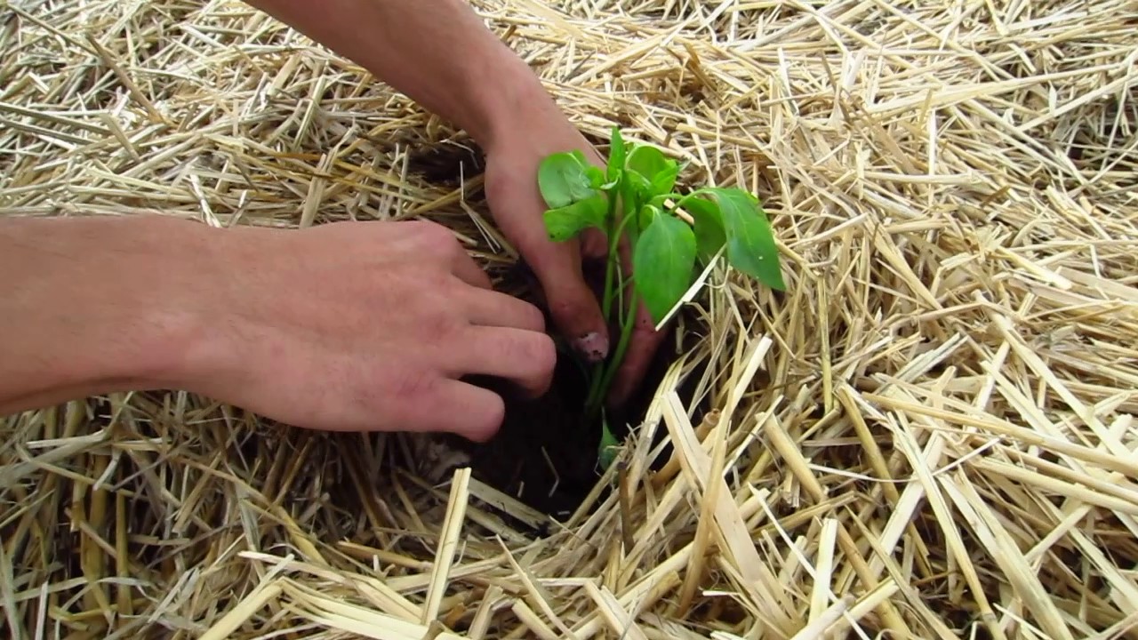 Permacultura - transplantarea rasadurilor in gradina mulcita cu paie