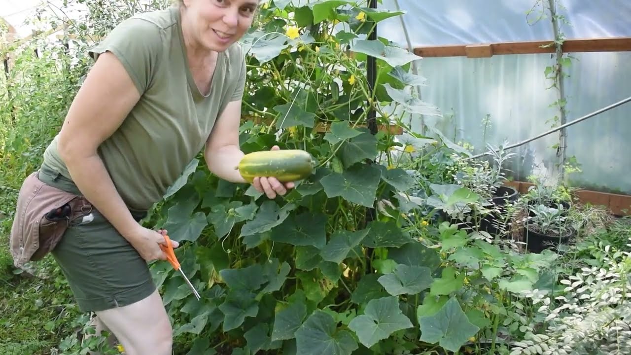 August garden tour, harvesting dill and cucumbers for pickles