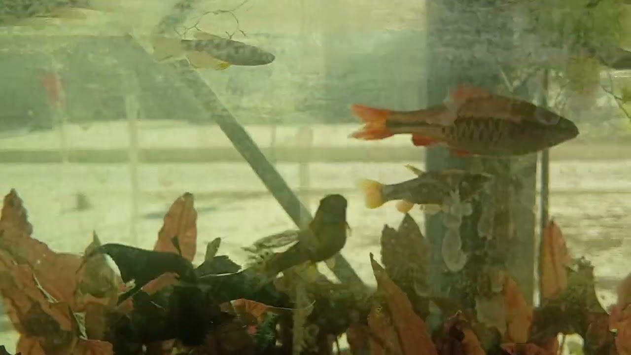 My community  aquarium.. waiting for the return of spring