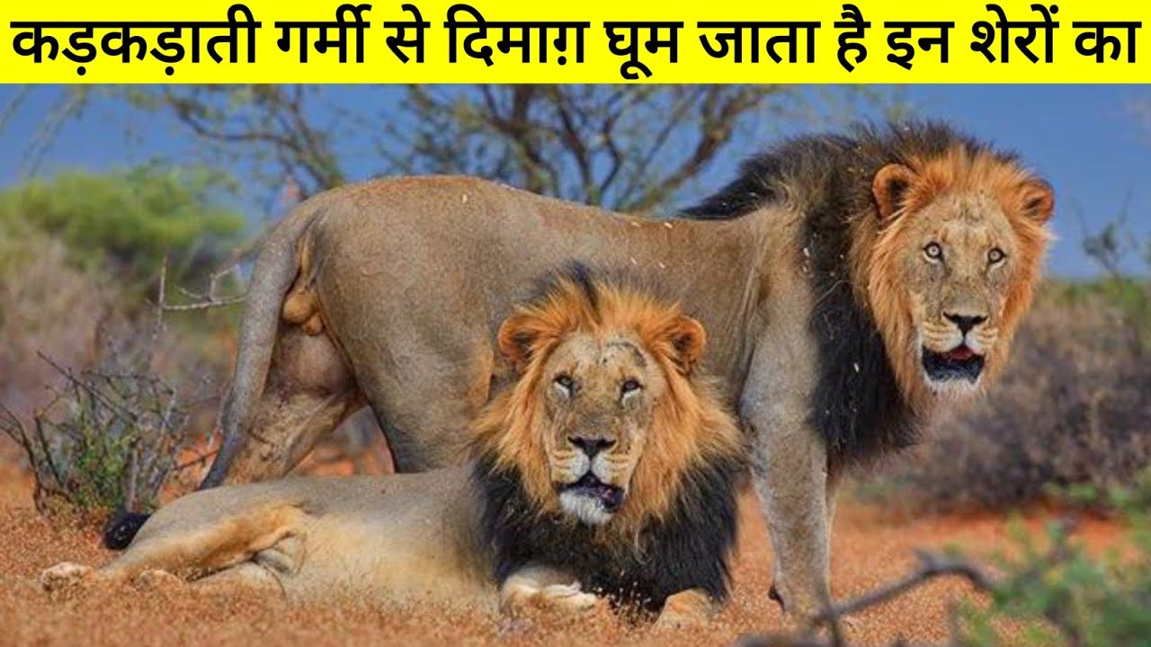 पानी के गड्ढे पर कर लेते हैं कब्जा । फिर मचाते हैं तबाही । The True Story Of Desert Lions !