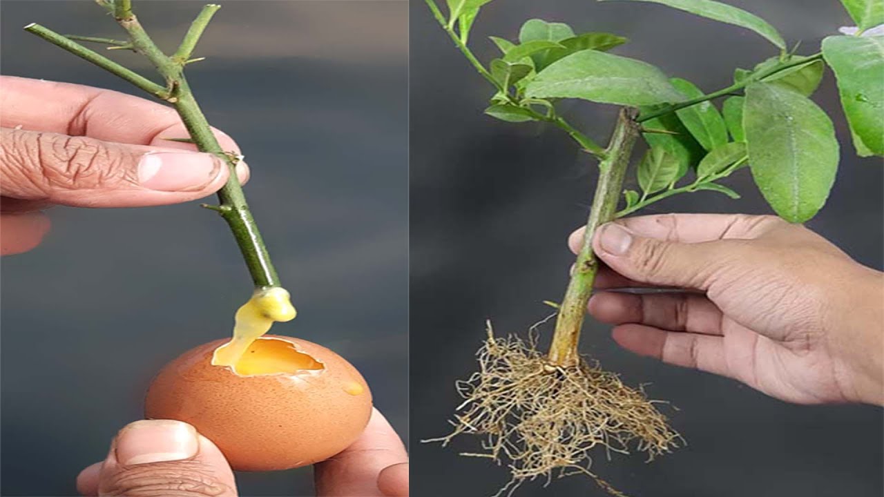 Growing Lemon Tree Cutting In A Egg Yolk|Best Lemon Rooting Hormone